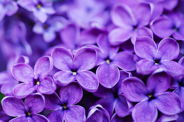 Lilac flowers background