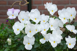 Fototapeta Kwiaty - White violets