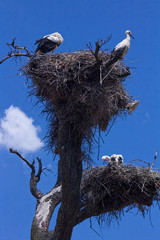 Wall Mural - Storks in the nest