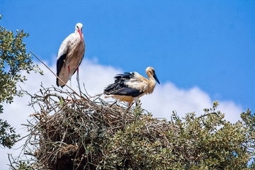 Wall Mural - Storks in the nest