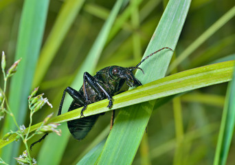 Sticker - Beetle carabus (Calosoma) 2