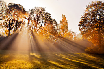 Fotomurales - Sunset in autumn park.