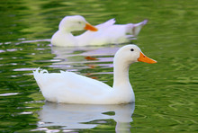 White Pekin Duck Long Island Ducks Anas Platyrhynchos Domestica