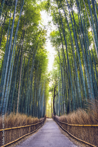 Naklejka na szybę Bamboo Forest of Kyoto, Japan