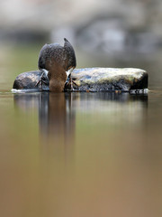 Wall Mural - Dipper