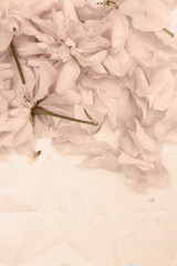 Wall Mural - Vintage cherry blossom, background