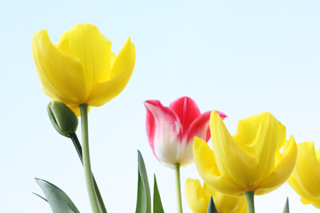 Canvas Print - Spring Tulips