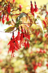 Poster - Fuchsia bush in an ornamental garden