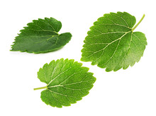 Mulberry Leaves Isolated On The White Background