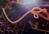 Fototapeta  - Microscopic view of the ebola virus