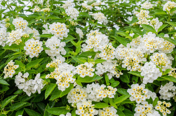 Wall Mural - Lantana or Wild sage or Cloth of gold