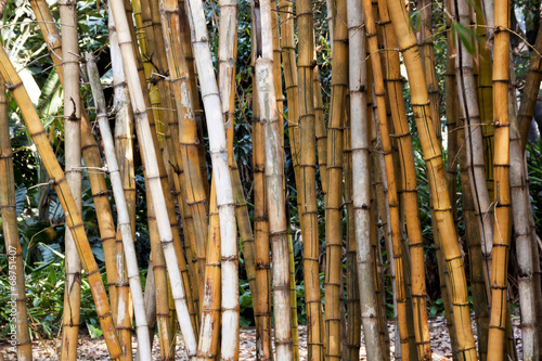 zblizenie-na-suche-bambusowe-galezie