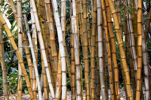 Naklejka na szafę Closeup of Dry Bamboo Patterns and Textures