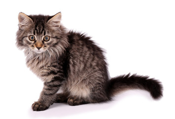 Naklejka na meble Beautiful kitten isolated on white