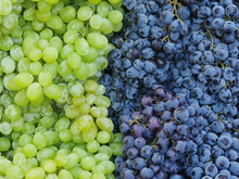 Market Red Wine Grapes