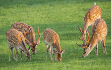 Fallow Deer - Herd On A Meadow