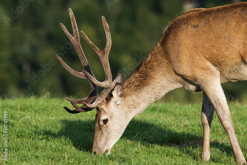 Board z aluminiowym obramowaniem Cervus elaphus - jeleń