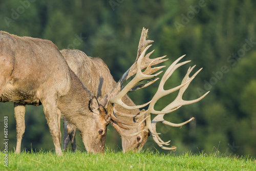 Board z aluminiowym obramowaniem Cervus elaphus - jeleń