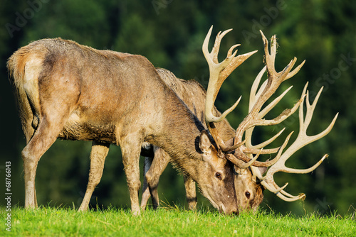 Board z aluminiowym obramowaniem Cervus elaphus - jeleń