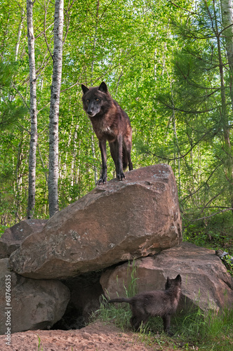 Board z aluminiowym obramowaniem Czarny wilk (canis lupus) stoi na szczycie szczeniąt poniżej