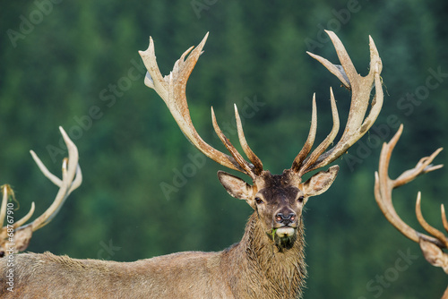 Board z aluminiowym obramowaniem Cervus elaphus - jeleń