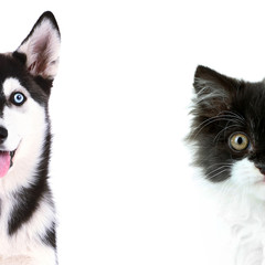 Wall Mural - Cute cat and dog faces isolated on white