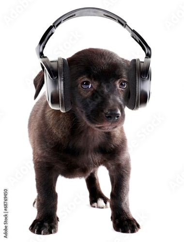 Fotoboard na płycie Cute puppy i słuchawki, samodzielnie na białym tle
