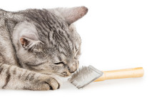 Brushes Cat Comb