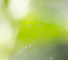 Wall Mural - Spider on web covered by water drops, green background