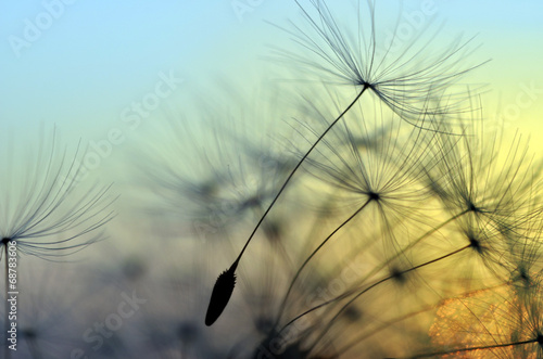 Plakat Złoty zmierzch i dandelion, medytacyjny zen tło