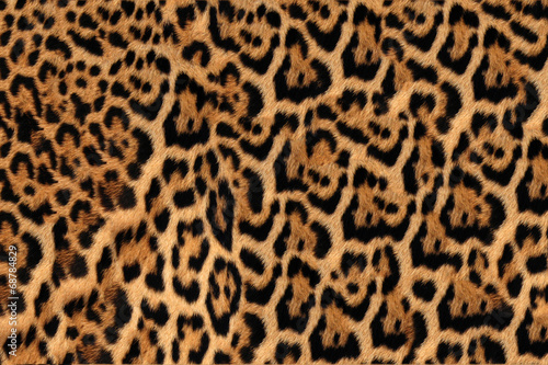 Láminas Jaguar, leopard and ocelot skin texture