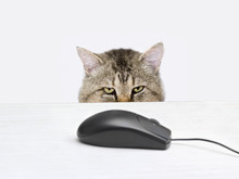Cat Hunts A Computer Mouse