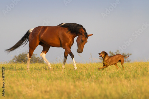 Foto-Tischdecke - Beautiful american pinto mare trotting with dog (von callipso88)