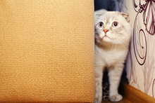 Naughty Cat Peeking Out From Behind The Sofa