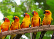 five conures parrots are sitting on a tree branch and turns to t