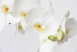 White orchid on white blackbackground