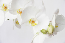 White Orchid On White Blackbackground