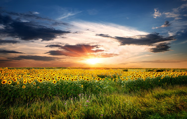 Wall Mural - Field of sunflowers