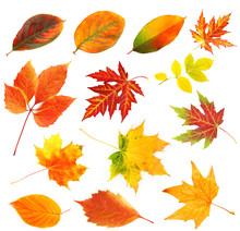 Autumn Leaves Collage Isolated On White