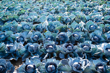 Red cabbage field