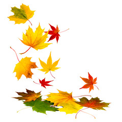 Wall Mural - buntes herbstlaub vor weißem hintergrund