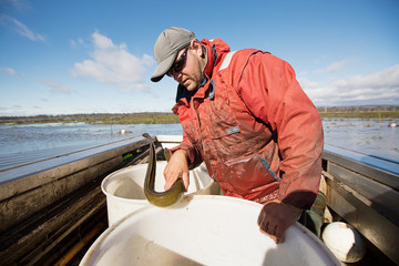 Wall Mural - Eel Fisherman