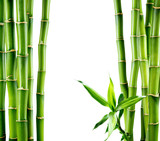 Fototapeta Sypialnia - branches of bamboo board