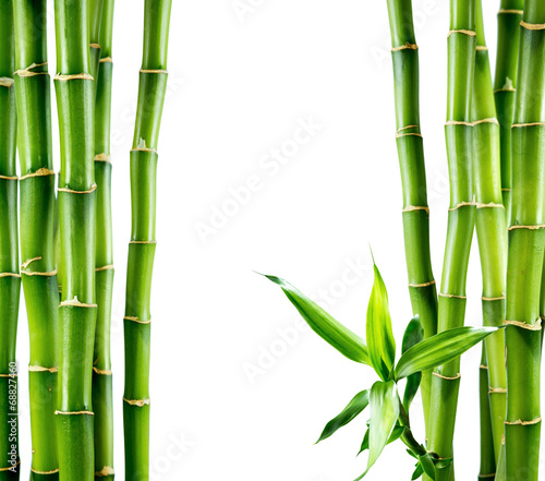 zielone-lodygi-bambusa-na-bialym-tle