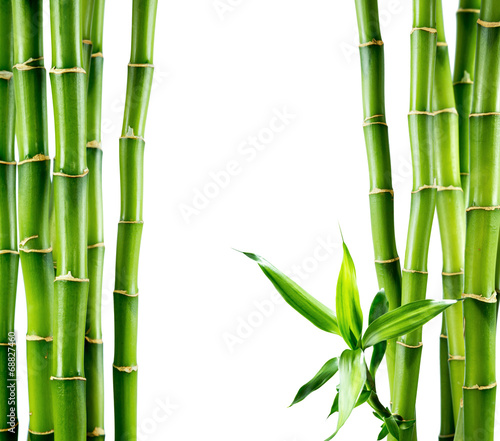 Naklejka nad blat kuchenny branches of bamboo board