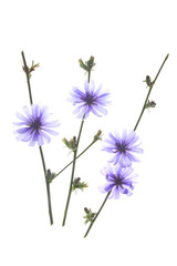 Wall Mural - Wegwarte (Cichorium intybus)