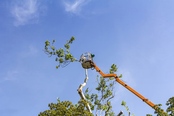 Wall Mural - A worker with a chainsaw trimming the tree branches on the high Hydraulic mobile platform