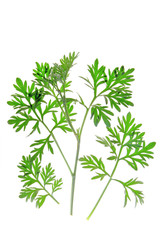 Wall Mural - Wermut (Artemisia absinthium)