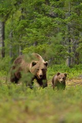 Wall Mural - brown bear with cub in the forest