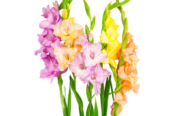 Canvas Print - gladiolus isolated